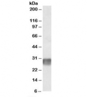 Western blot testing of human lymph node lysate with LAIR1 antibody at 2ug/ml. Predicted molecular weight: ~30kDa.