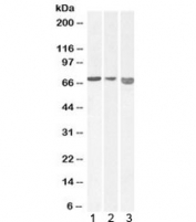 Western blot testing of 1) mouse, 2) rat, 3) pig heart lysate with AIFM1 antibody at 0.01ug/ml. Predicted molecular weight: ~67 kDa.