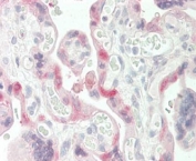 IHC staining of FFPE human placental tissue with TG2 antibody. Required HIER: steamed antigen retrieval with pH6 citrate buffer; AP-staining.