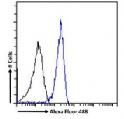 FACS testing of fixed and permeabilized human A549 cells with TG2 antibody (blue) at 1ug/million cells/0.1ml and naive goat Ig (black).