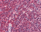 IHC testing of FFPE human spleen tissue with DAGLA antibody at 5ug/ml. Required HIER: steamed antigen retrieval with pH6 citrate buffer; AP-staining.