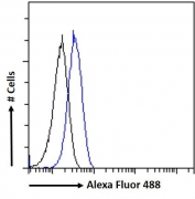 FACS testing of fixed and permeabilized human K562 cells with CD32 antibody (blue) at 10ug/ml and naive goat Ig (black).