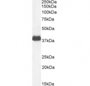 Western blot testing of human placental tissue lysate with CD32 antibody at 1ug/ml. Predicted molecular weight: 34-40 kDa depending on the level of glycosylation.