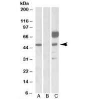 Western blot testing of HEK293 lysate overexpressing human ANGPT1-FLAG with ANGPT1 antibody [1ug/ml] in Lane A and probed with anti-FLAG [1/1000] in lane C. Mock-transfected HEK293 probed with ANGPT1 antibody [1ug/ml] in Lane B. Predicted molecular weight: ~57kDa.