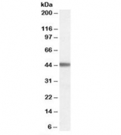 Western blot testing of human cerebral cortex lysate with ADRB3 antibody at 0.03ug/ml. Predicted molecular weight: ~44kDa.