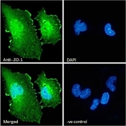 IF/ICC staining of fixed and permeabilized human U-251 cells with ZO-1 antibody (green) at 10ug/ml and DAPI nuclear stain (blue).