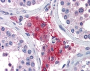 IHC testing of FFPE human testis tissue with Acylphosphatase 1 antibody at 3.75ug/ml. Required HIER: steamed antigen retrieval with pH6 citrate buffer; AP-staining.