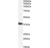 Western blot testing of mouse heart tissue lysate with NKX2.5 antibody at 1ug/ml. Predicted molecular weight ~35 kDa, routinely observed at 35~45 kDa.