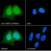 IF/ICC staining of fixed and permeabilized human U-2 OS cells with AIBZIP antibody (green) at 10ug/ml and DAPI nuclear stain (blue).
