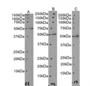 Western blot testing of human A) MDA-MB-231, B) A431 and C) MCF7 cell lysate with AIBZIP antibody. Predicted molecular weight: ~45 kDa.