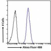 FACS testing of fixed and permeabilized human A431 cells with AIBZIP antibody (blue) at 10ug/ml and naive goat Ig (black).