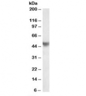 Western blot testing of human placenta lysate with APOH antibody at 0.2ug/ml. Predicted molecular weight: ~38/50 kDa (unmodified/glycosylated).
