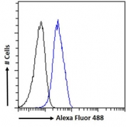 FACS testing of fixed and permeabilized human HepG2 cells with Haptoglobin antibody (blue) at 10ug/ml and naive goat Ig (black).
