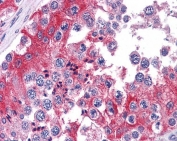 IHC testing of FFPE human testis tissue with COMT antibody at 3.75ug/ml. Required HIER: steamed antigen retrieval with pH6 citrate buffer; AP-staining.