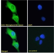 Immunofluorescent staining of fixed and permeabilized human A431 cells with Monoglyceride lipase antibody (green) at 10ug/ml and DAPI nuclear stain (blue).