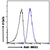 FACS testing of fixed and permeabilized human A431 cells with Monoglyceride lipase antibody (blue) at 1ug/million cells/0.1ml and naive goat Ig (black).