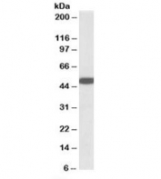 Western blot testing of rat brain lysate with Htr3b antibody at 0.1ug/ml. Predicted molecular weight (rat): ~50kDa.