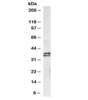 Western blot testing of mouse fetal brain lysate with MSI2 antibody at 1ug/ml. Predicted molecular weight: ~35kDa.