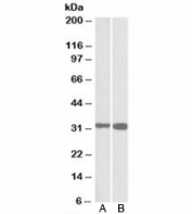 Western blot of mouse (A) and rat (B) brain lysates with PDXP antibody at 0.1ug/ml. Predicted molecular weight: ~32kDa.