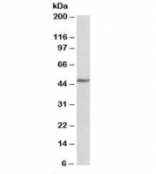 Western blot testing of mouse fetal heart lysate with CADM1 antibody at 1ug/ml. Predicted molecular weight: ~48/37kDa (isoforms 1/2) with N-linked and O-linked glycosylation each possibly adding ~25kDa to the observed size.