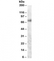Western blot testing of human colon lysate with Myb antibody at 1ug/ml. Predicted molecular weight 60~85 kDa (isoforms 1-7), observed here at ~70kDa.