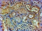 IHC staining of FFPE human kidney with Myb antibody at 2ug/ml. HIER: steamed with pH6 citrate buffer, HRP-staining.