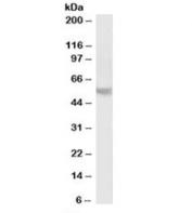 Western blot testing of human cerebellum lysate with PPP2R5B antibody at 2ug/ml. Predicted molecular weight: ~57kDa.