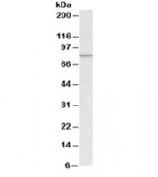 Western blot testing of A431 lysate with ABCB5 antibody at 0.3ug/ml. Predicted molecular weight ~90kDa, observed here at ~80kDa.