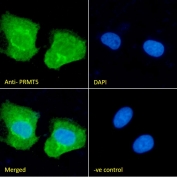 IF/ICC staining of fixed and permeabilized human U-2 OS cells with PRMT5 antibody (green) at 10ug/ml and DAPI nuclear stain (blue).