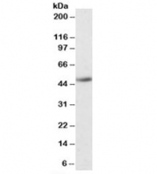 Western blot testing of human kidney lysate with IDO2 antibody. Expected molecular weight: ~47 kDa.