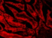 IHC staining of a PFA-perfused cryosection of porcin kidney with GPX antibody at 20ug/ml. HIER: microwave with pH3 citrate buffer, CY3-staining.