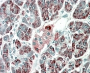 IHC staining of FFPE human pancreas with PEBP4 antibody at 5ug/ml. HIER: microwaved with pH9 Tris/EDTA buffer, HRP-staining.