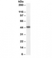Western blot testing of human heart lysate with ACADM antibody at 0.05ug/ml. Predicted molecular weight: ~46kDa.