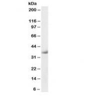 Western blot testing of human heart lysate with biotinylated delta-Sarcoglycan antibody at 0.3ug/ml. Predicted molecular weight: ~35kDa.