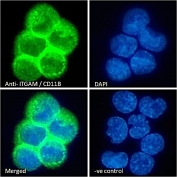 Immunofluorescent staining of fixed and permeabilized human U937 cells with CD11b antibody (green) at 10ug/ml and DAPI nuclear stain (blue).