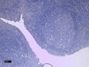 Negative control: IHC staining of FFPE human tonsil tissue without primary antibody. Required HIER: steamed antigen retrieval with pH6 citrate buffer; HRP-staining.