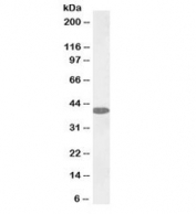 Western blot testing of human liver lysate with biotinylated GOT1 antibody at 0.1ug/ml. Predicted molecular weight 46 kDa but routinely observed from 40~46 kDa.