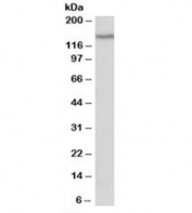 Western blot testing of fetal mouse brain lysate with PCDH17 antibody at 0.2ug/ml. Predicted molecular weight: ~126kDa, observed here at ~150kDa.