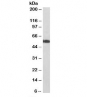 Western blot of pig heart lysates with ATP5A1 antibody at 0.01ug/ml. Predicted molecular weight ~54-60 kDa (multiple isoforms).