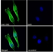 Immunofluorescent staining of fixed and permeabilized mouse NIH 3T3 cells with LY6E antibody (green) at 10ug/ml and DAPI nuclear stain (blue).