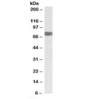 Western blot testing of human kidney lysate with LARGE antibody at 1ug/ml. Predicted molecular weight: 88kDa, observed here at ~75kDa.