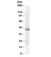 Western blot testing of human cerebral cortex lysate with MEIS1 antibody at 0.1ug/ml. Predicted molecular weight: ~43kDa.