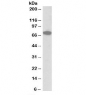 Western blot testing of human HepG2 lysate with IFNGR1 antibody at 0.3ug/ml. Predicted molecular weight: ~54 kDa (unmodified), 80-100 kDa (glycosylated).