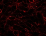 Immunofluorescence testing of U87 cells with DISP1 antibody at 2.5ug/ml