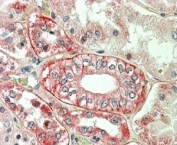 IHC staining of FFPE human kidney with Flotillin antibody at 3.8ug/ml. HIER: steamed with pH6 citrate buffer, AP-staining.