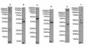 Western blot testing of A) human HepG2, B) human Jurkat, C) human K562, 4)  huma HEL, 5) mouse NIH 3T3 and 6) rat KNRK cell lysate with SEPT2 antibody. Predicted molecular weight: ~41 kDa.