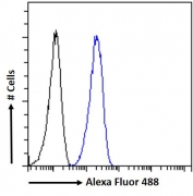 FACS testing of fixed and permeabilized human HeLa cells with SEPT2 antibody (blue) at 10ug/ml and naive goat Ig (black).