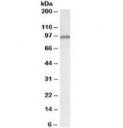 Western blot testing of mouse heart lysate with Calnexin antibody at 0.3ug/ml. Molecular weight: routinely observed at ~90 kDa.