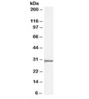 Western blot testing of human HEK293 cell lysate with Syntenin antibody at 0.01ug/ml. Predicted molecular weight: ~32kDa.