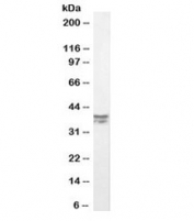 Western blot testing of mouse fetal brain lysate with MSI2 antibody at 0.3ug/ml. Predicted molecular weight: ~35kDa.